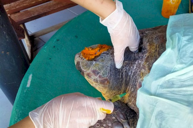 Yaralı caretta caretta emin ellerde…