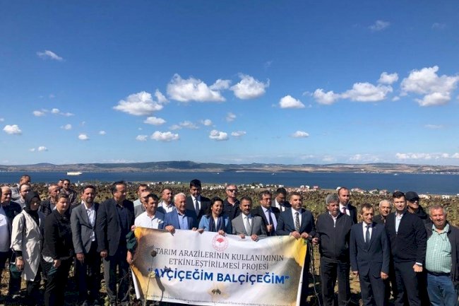 LAPSEKİ’DE AYÇİÇEĞİ HASADI  DUALARLA BAŞLADI 