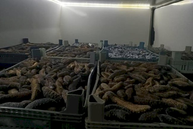 5 ton deniz patlıcanı ele geçirildi (27.10.2022)