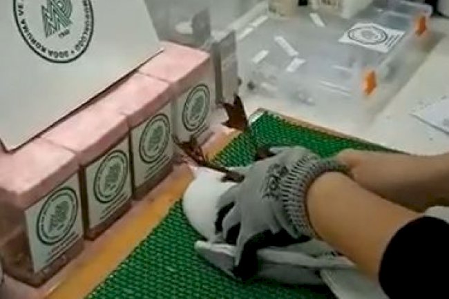 Yaralı martı tedavi altına alındı (03.11.2022)