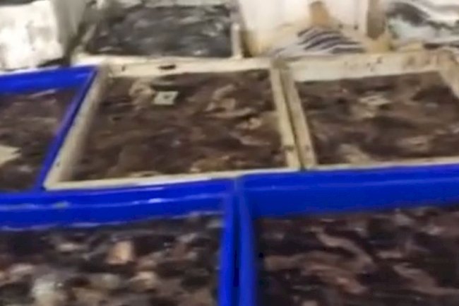 1 ton deniz patlıcanı ele geçirildi