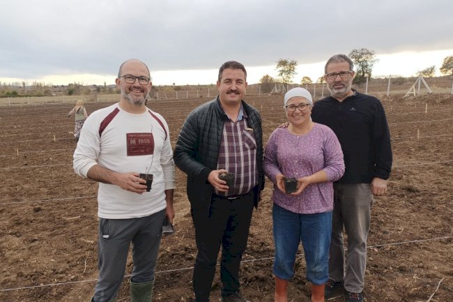 Aronya fideleri toprakla buluştu