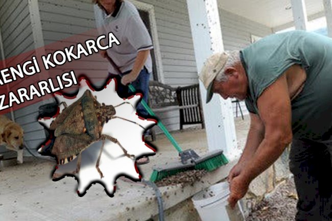 KAHVERENGİ KOKARCA UYARISI