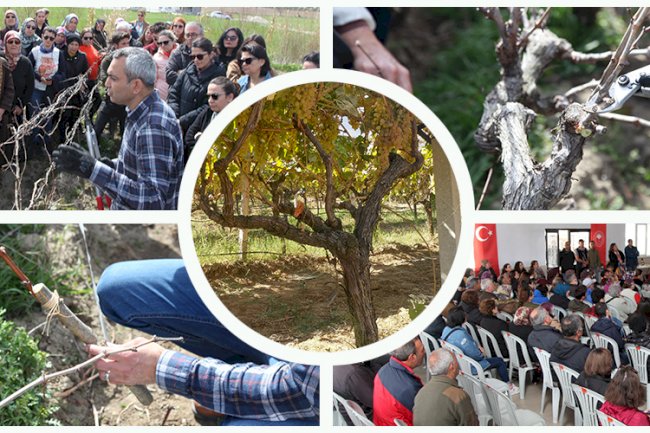 Bağlarda Uygulamalı Budama Eğitimi