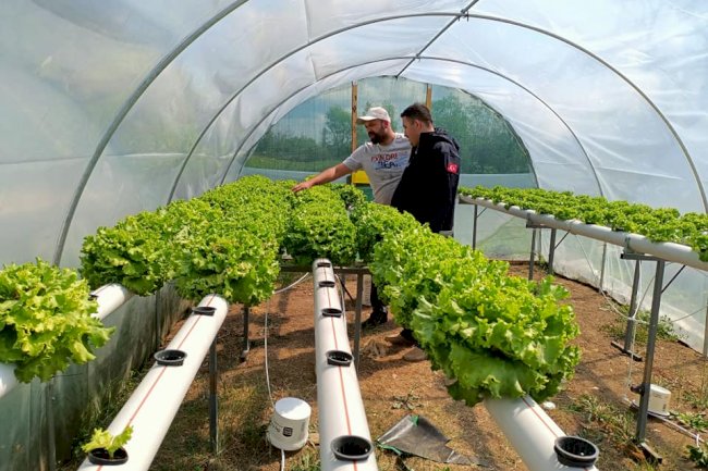 Hidroponik Sistemle Marul Üretiyor