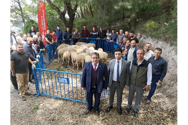 Yetiştiricilere Damızlık Koç Dağıtıldı