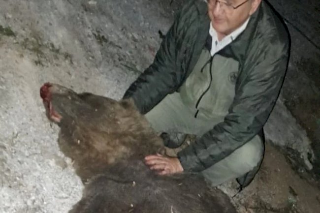 Tırın çarptığı boz ayı yaşamını yitirdi