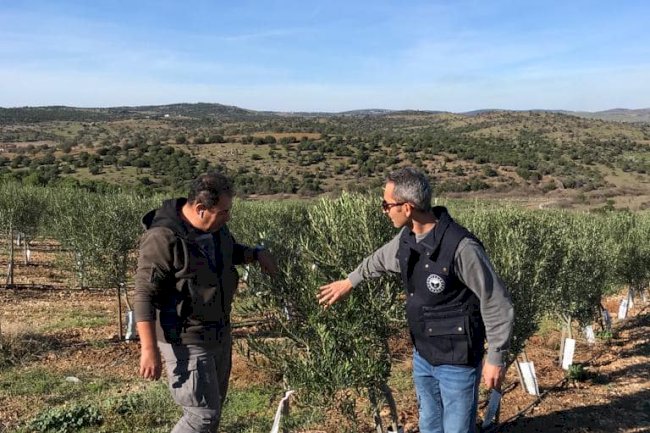 “Lecciana” çeşidi zeytin bahçesinde inceleme
