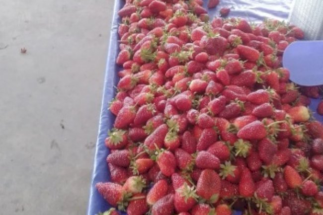 Çilek fiyatıyla cep yakıyor