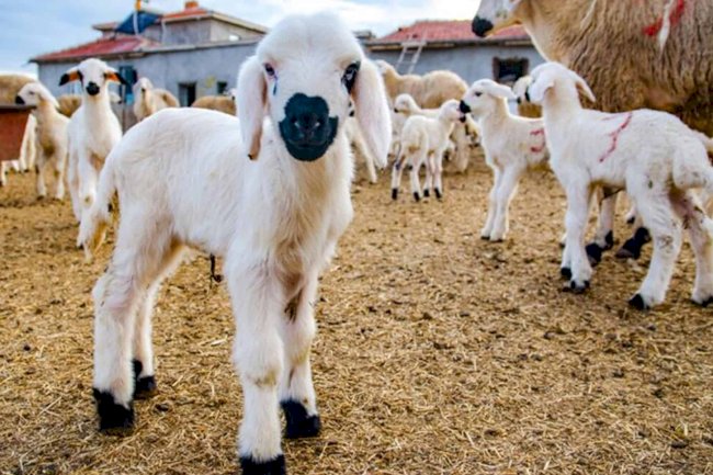 Kuzu-Oğlak Destekleme modeline geçiliyor