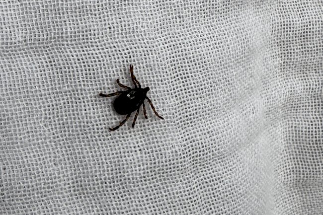 Kene vakalarına dikkat!