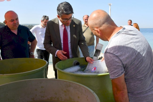 350 adet ıstakoz yavrusu denizle buluştu