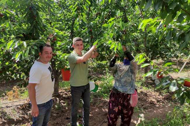 Ezine’de kiraz hasadı