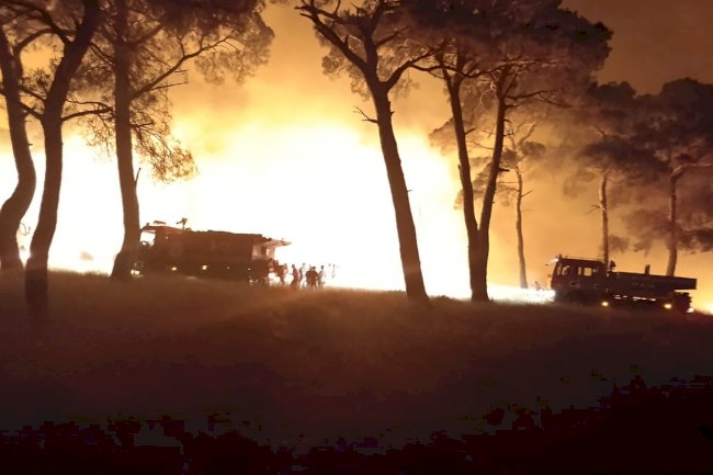 Bayramiç'te orman yangını