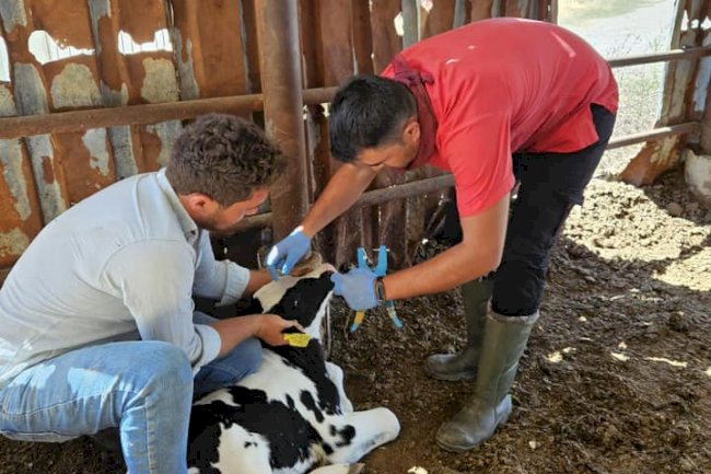 HAYVANLAR ŞAPA KARŞI AŞILANIYOR