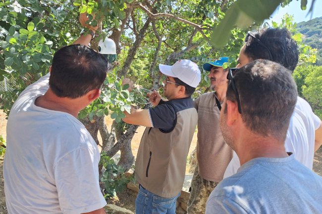 Gökçeada’da aşılama çalışması