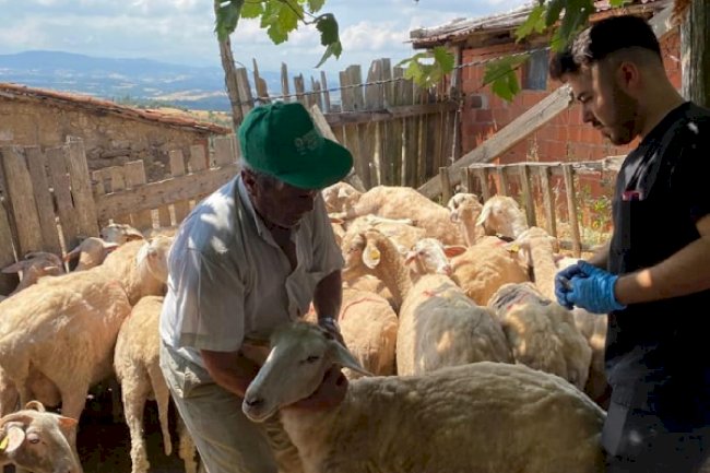 Küpeleme ve kimliklendirme işlemleri uygulanıyor