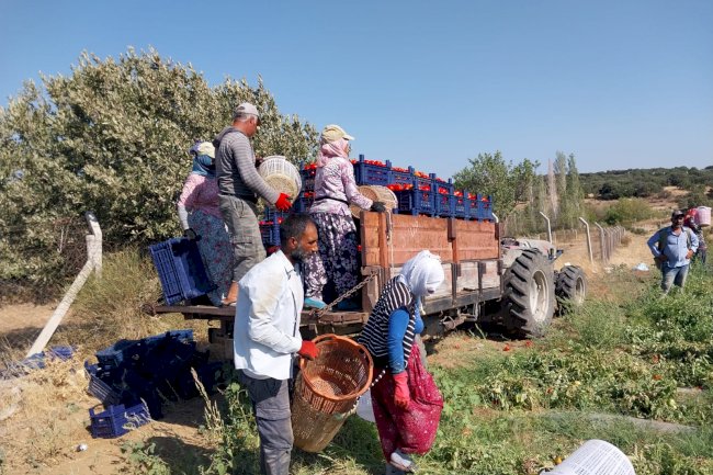 Domates üreticisi ciddi anlamda mağdur