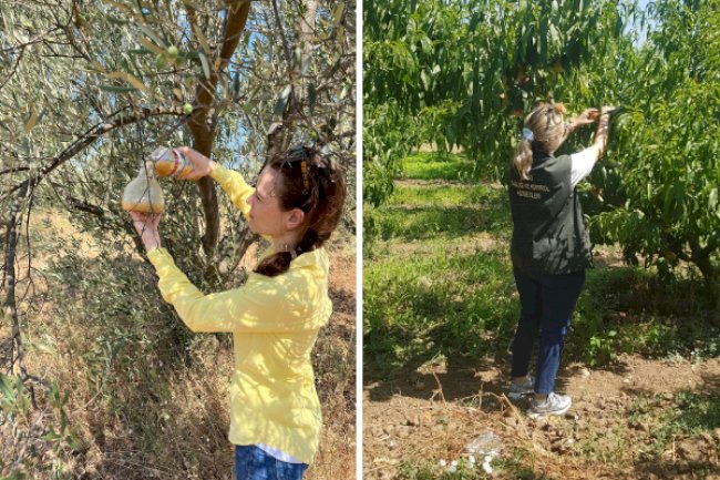 Tarım sektöründe zararlılarla mücadele sürüyor