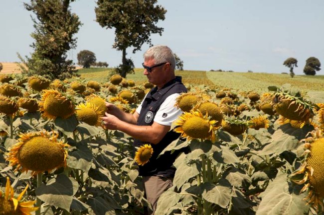 5600 ton yağlık ayçiçeği hasadı bekleniyor