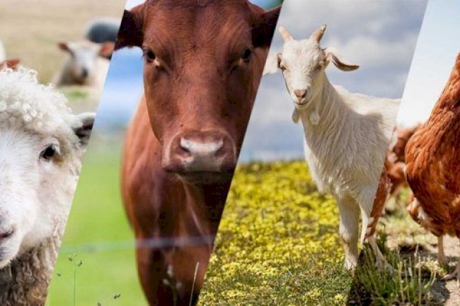 Yeni destekleme modeli açıklandı