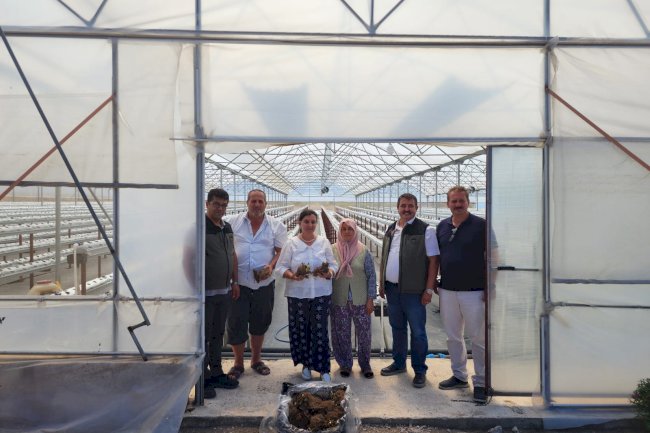 Türkarslan, Çilek seralarını inceledi