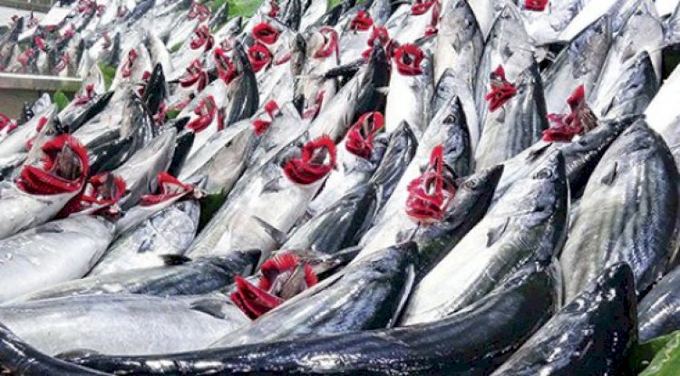 Tezgahlarda palamut bereketi (15.09.2022)