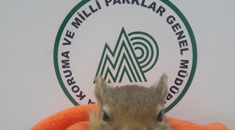 Yavru sincap emin ellerde…