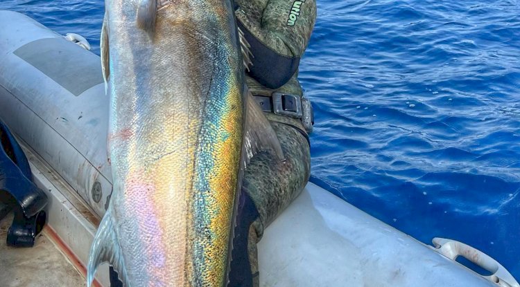 Zıpkınla dev akya balığı avladı (27.10.2022)