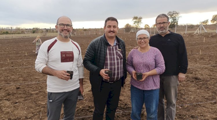 Aronya fideleri toprakla buluştu