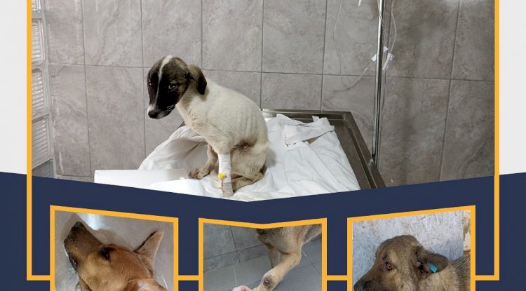 Geyikli can dostlarına sahip çıkıyor