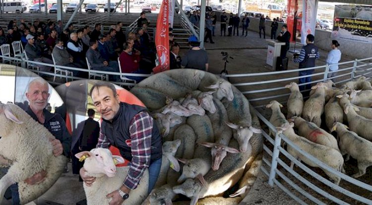 Ezine’de Üreticilere Damızlık Koç Hibe Edildi