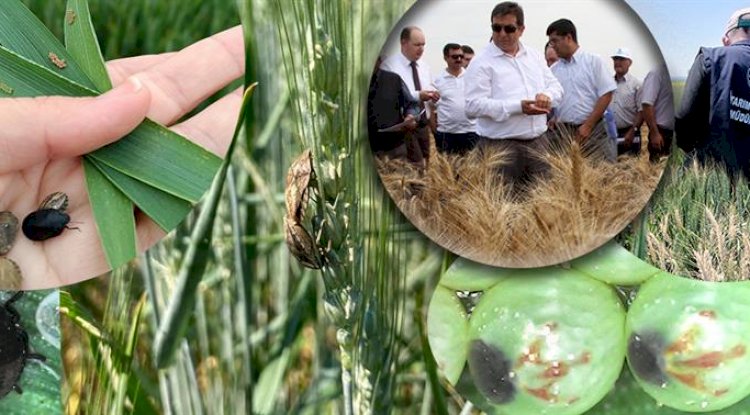 Buğdayın zararlısı olan Süne ile mücadelesi sürüyor