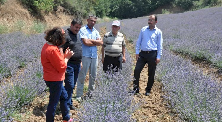 Kaymakam Dolu, Lavanta Tarlası’nı İnceledi