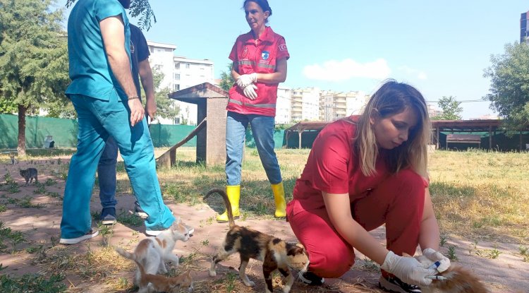 Kedi köyünde patili dostlara salık taraması yapıldı