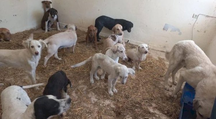 Tuzla köyünde sokak hayvanları sağlık taraması yapılıyor