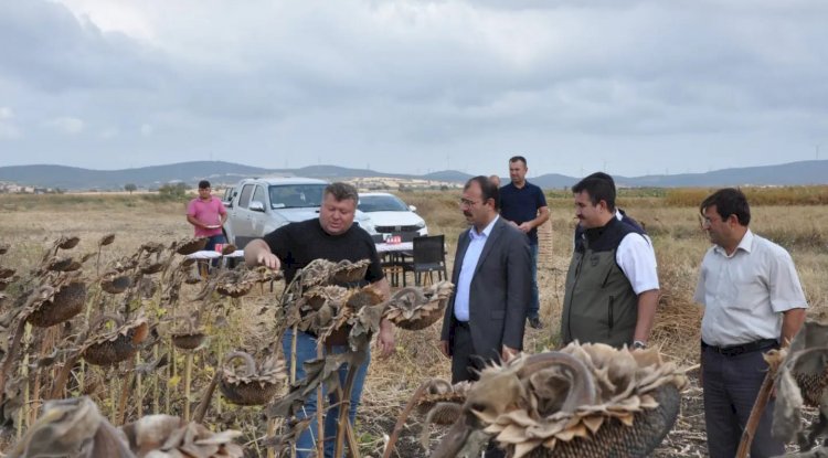 Biga’da ayçiçeği hasadı yapıldı