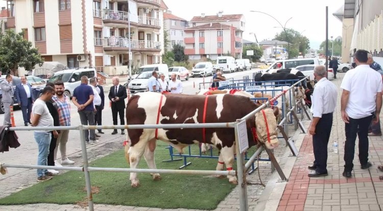 Biga Sığırcılığı Güzellik Yarışması’nda ödüller sahiplerini buldu
