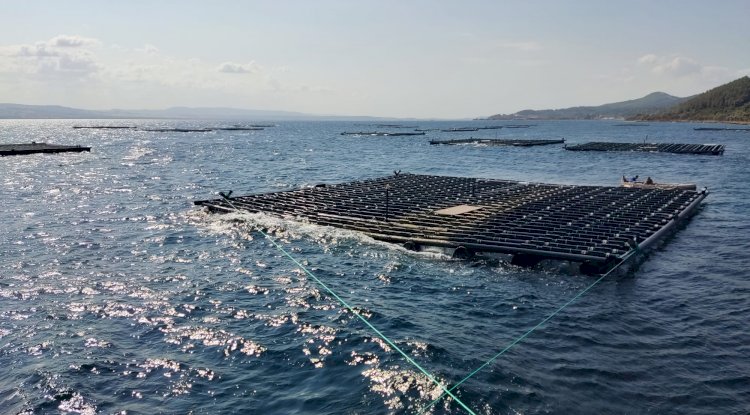 Istakoz popülasyonunu artırmak için 300 ıstakoz doğaya salındı