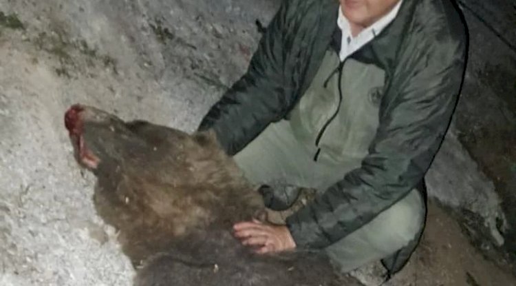 Tırın çarptığı boz ayı yaşamını yitirdi