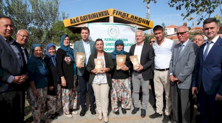 Gökçebayır köyünde zeytin hasadı şenlikle başladı