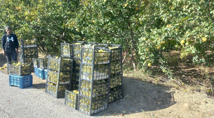 Akköy’de ayva hasadı