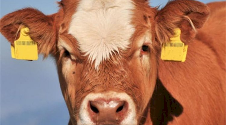 Yetiştiricilere uyarı