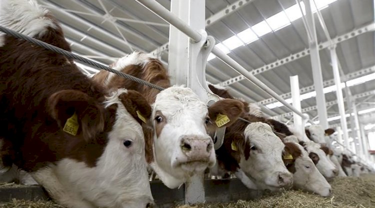 Düve alım desteği için başvurular 7 Ocak’ta sona erecek