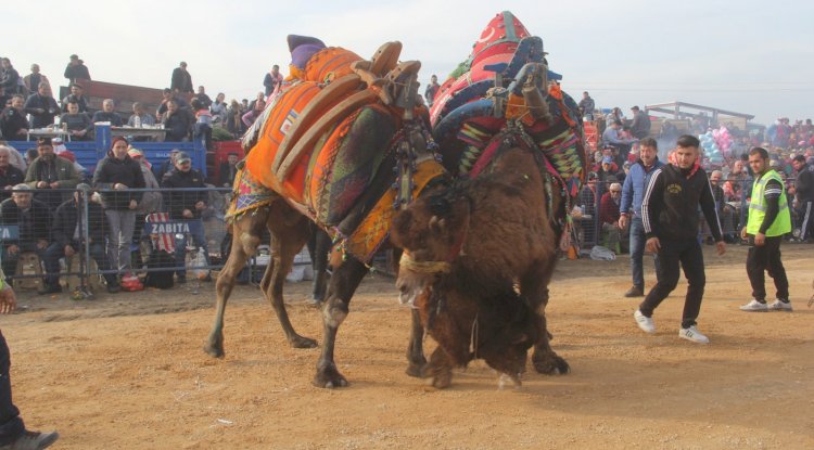Tuzla deve güreşine yoğun ilgi
