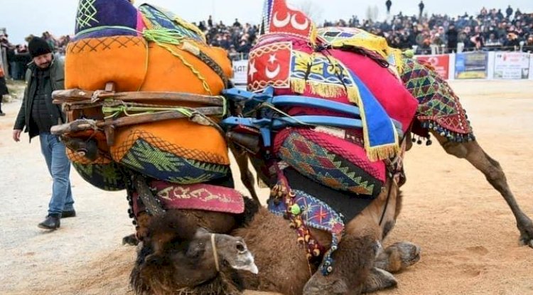 Başpehlivan develer Ezine arenasına çıkıyor