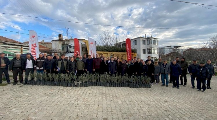 Üreticilere zeytin fidanı dağıtıldı