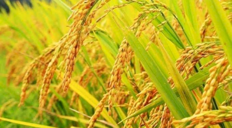 Çeltik ekeceklere uyarı! 