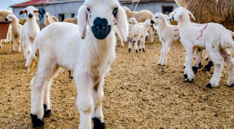 Kuzu-Oğlak Destekleme modeline geçiliyor