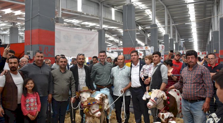 En güzel buzağı belirlendi